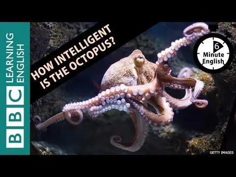 How intelligent is the octopus? 6 Minute English