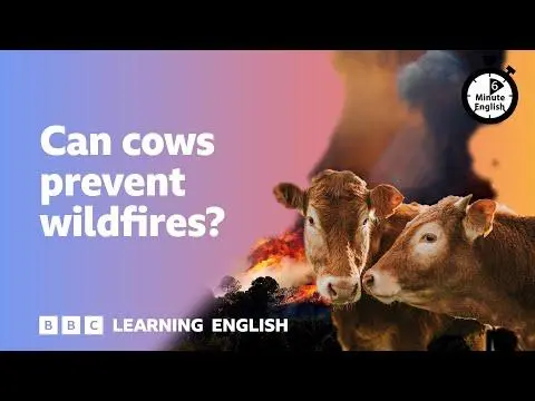 Can cows prevent wildfires? ⏲️ 6 Minute English