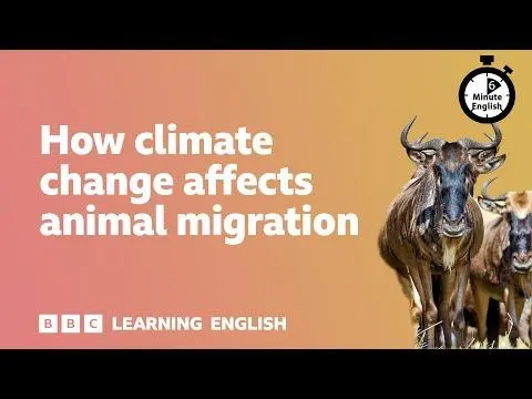 How climate change affects animal migration ⏲️ 6 Minute English