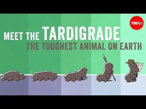 Meet the tardigrade, the toughest animal on Earth - Thomas Boothby