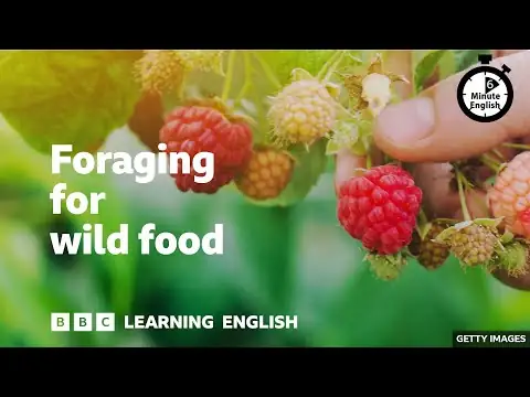 Foraging for wild food ⏲️ 6 Minute English