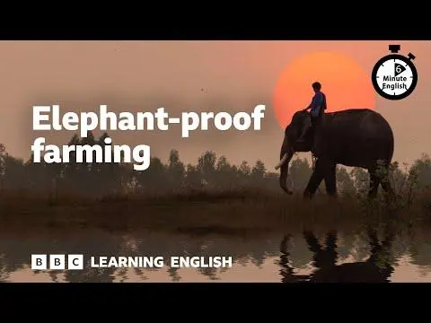 Elephant-proof farming ⏲️ 6 Minute English