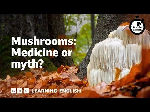 Mushrooms: Medicine or myth? ⏲️ 6 Minute English