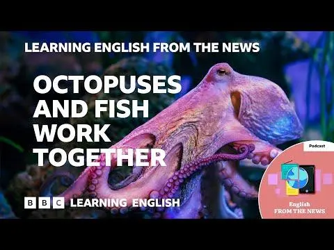 Octopuses and fish work together: BBC Learning English from the News