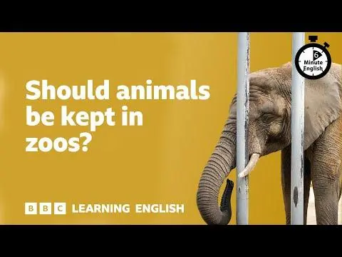 Should animals be kept in zoos? ⏲️ 6 Minute English