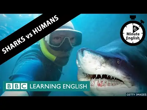 Which are more dangerous: sharks or humans? - 6 Minute English