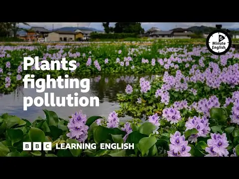 Plants fighting pollution ⏲️ 6 Minute English