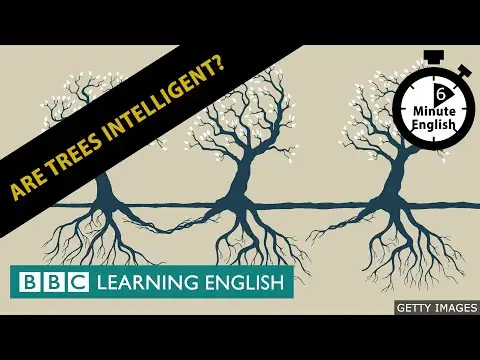 Are trees intelligent? 6 Minute English