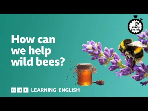 How can we help wild bees? ⏲️ 6 Minute English