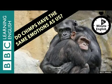 Do chimps have the same emotions as us? 6 Minute English
